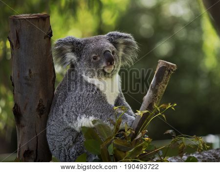 Koalas belong to the category of animals known as marsupials