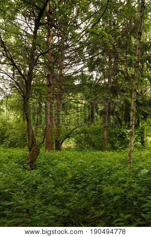 Russian forest with nettles. Beautiful Summer In Park. Russian Nature