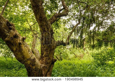 A dense forest with apple trees. Russian garden with apple trees. Russian garden with apple trees.