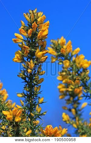 yellow flowers on a gorse bush in spring
