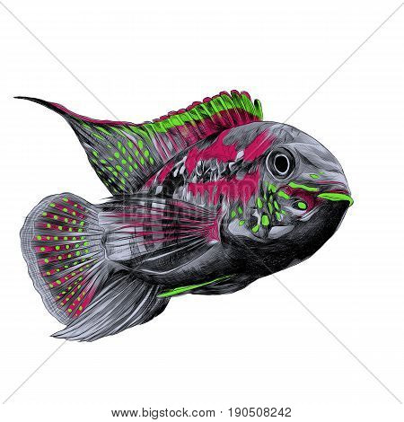 Acara fish with the big forehead grey pink and green colors floating forward sketch vector graphics color picture