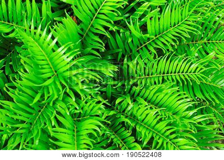 Leaves of green on the slope complex together perfectly.
