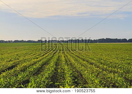 field corn grown on natural fertilizer.farming, increasing yields