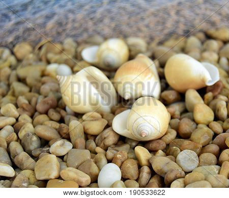 Sea cockleshells are formed of limestone. The cockleshell is located on the beach.