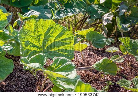 Large translucent leaves of the butterbur or Petasites hybridus plant on a sunny day in springtime. According to the herbal medicine the leaves have medicinal properties