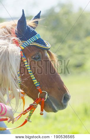 STOCKHOLM SWEDEN - JUNE 06 2017: Closeup of the head of a cute pony gallop race horse at Nationaldags Galoppen at Gardet. June 6 2017 in Stockholm Sweden