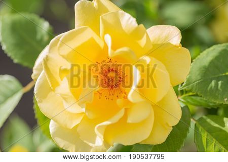 Augusta Luise Yellow Rose In Close Up Macro Image With Green Leaves Blurry Background