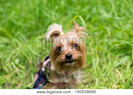portrait of a purebred Yorkshire Terrier on the street, walkers in the background
