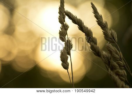 Close up of crops on a field in the sunset