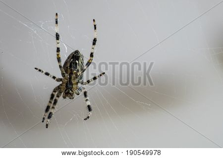 Close-up of a seven-legged spider on its web