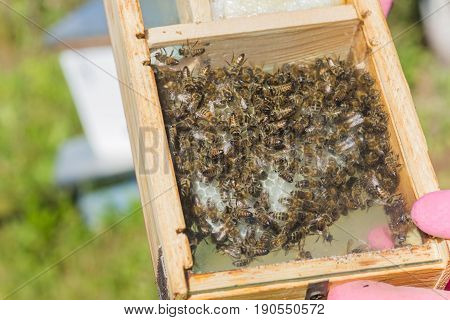 Tribal thoroughbred queen bee with a label in the nucleus behind the glass. Breeding of queen bees. Beeholes with honeycombs. Preparation for artificial insemination of queen bees. Natural economy.