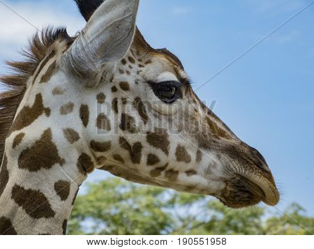 Side portrait of giraffe with blue sky in the background
