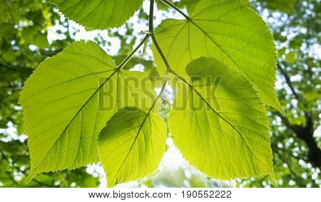 Spring green branch of linden tree glowing in sunlight