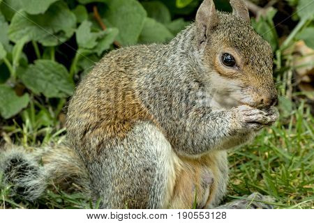 Portrait of squirrel in a park of London