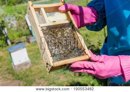 Tribal thoroughbred queen bee with a label in the nucleus behind the glass. Breeding of queen bees. Beeholes with honeycombs. Preparation for artificial insemination of queen bees. Natural economy.