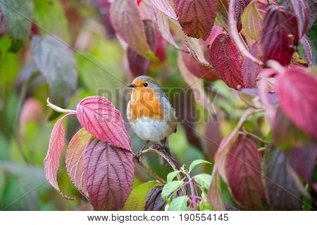 Robin Sits On Viburnum Tree With Autmn Colours