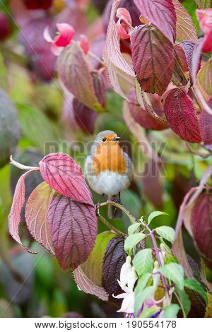 Robin Sits On Viburnum Tree With Autmn Colours