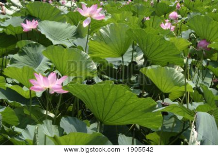 Lotus-Blüten