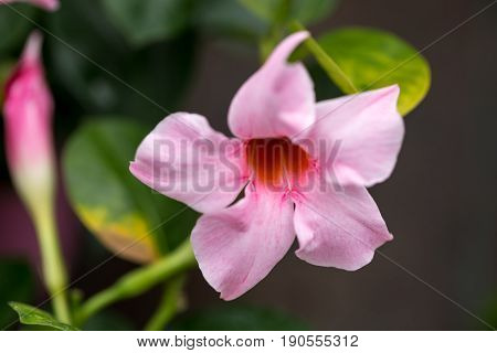 Pink Mandevilla Flower In Close Up Macro Image With Green Leaves Blurry Background