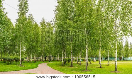 Panorama of the birch grove in Mezhyhiria near Kiev.