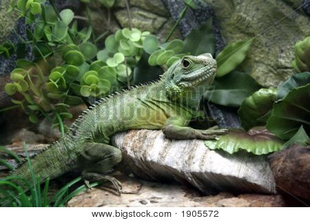 Leguan