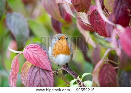 Robin Sits On Viburnum Tree With Autmn Colours