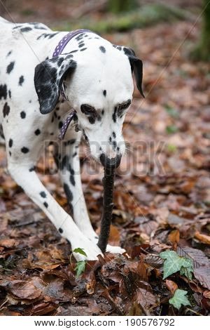 Dalmatian Dog Chewing A Stick In A Woods