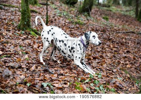Dalmatian Doing A Play Bow To Start A Game