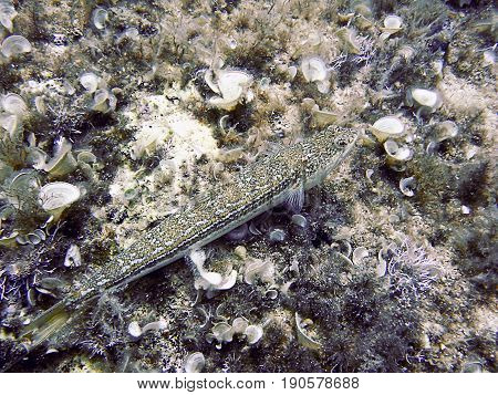 Lizardfish Synodontidae. Sand diver. Lizardfish Synodontidae. Sand diver.