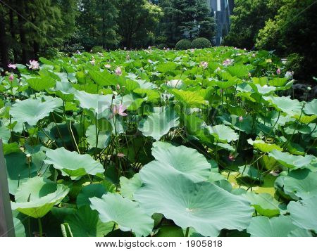 Teich von Lotus-Blätter
