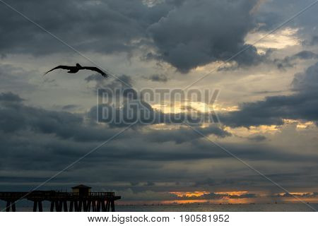 pelican flying past the pier at sunrise on a cloudy morning with rain in the distance