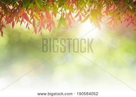Natural Green Leaves White Background.
