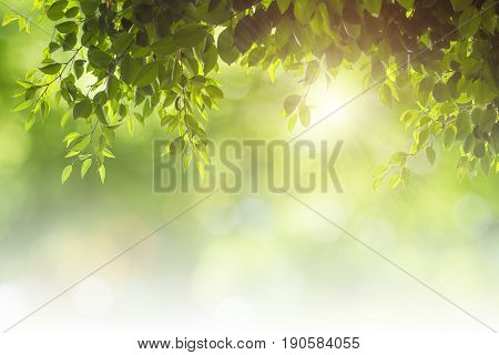 Natural Green Leaves White Background.