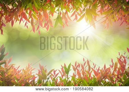 Natural Green Leaves White Background.