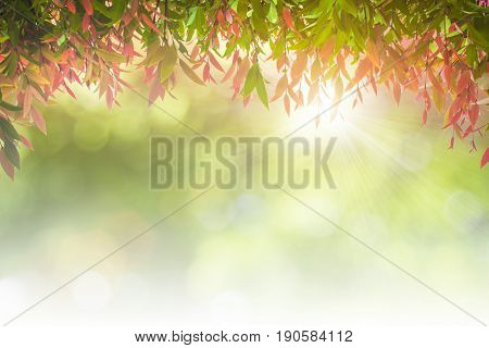 Natural green leaves white background.light and the sky to make it shone through the leaves.