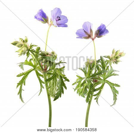 Meadow geranium or meadow cranesbill (Geranium pratense) isolated on white background. Medicinal plant