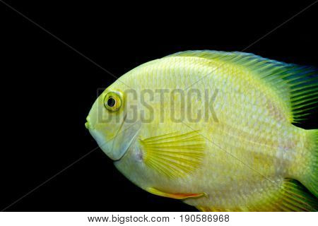 Female Golden Severum cichlid against black background Heros severus