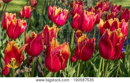 Tulip. Beautiful red buds terry tulip closeup. Flowers just start to blossom.