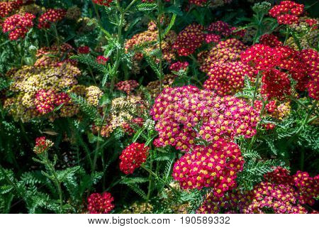 Close up of red and white Achillea