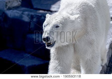 Image of an animal predator large white bear