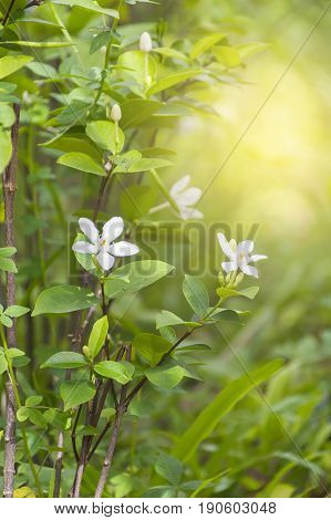 Scientific name is wrightia religiosa Benth nature