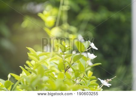 Scientific name is wrightia religiosa Benth nature