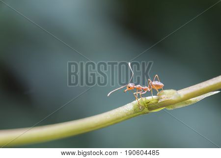 Red ant macro hanging on green vine selective focus copy space for text.