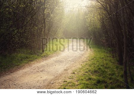 The path in the forest, leaving behind the turn, illuminated by the morning sun.