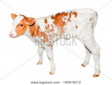Beautiful  red and white spotted calf isolated on white. Funny red little cow full length isolated on white. Farm animals. The calf turned two weeks old