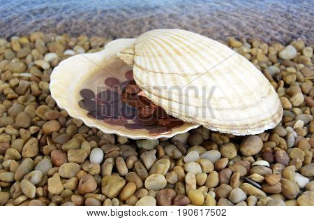 Sea cockleshells are formed of limestone. The cockleshell is located on the beach. Money is located in a cockleshell.