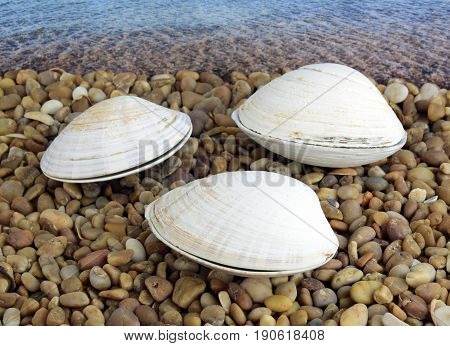 Sea cockleshells are formed of limestone. The cockleshell is located on the beach.