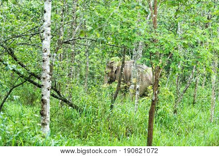 Asian Elephant in the wild life. Kui Buri National Park. Thailand.