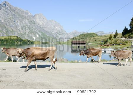 Herd Of Cows Walking In Front Of Lake Truebsee