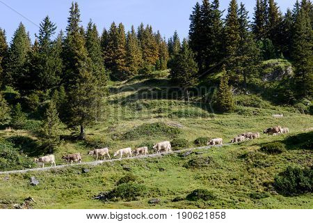Herd of cows walking at Truebsee over Engelberg on The Swiss alps